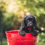 Dog Poop Pickup in Romulus