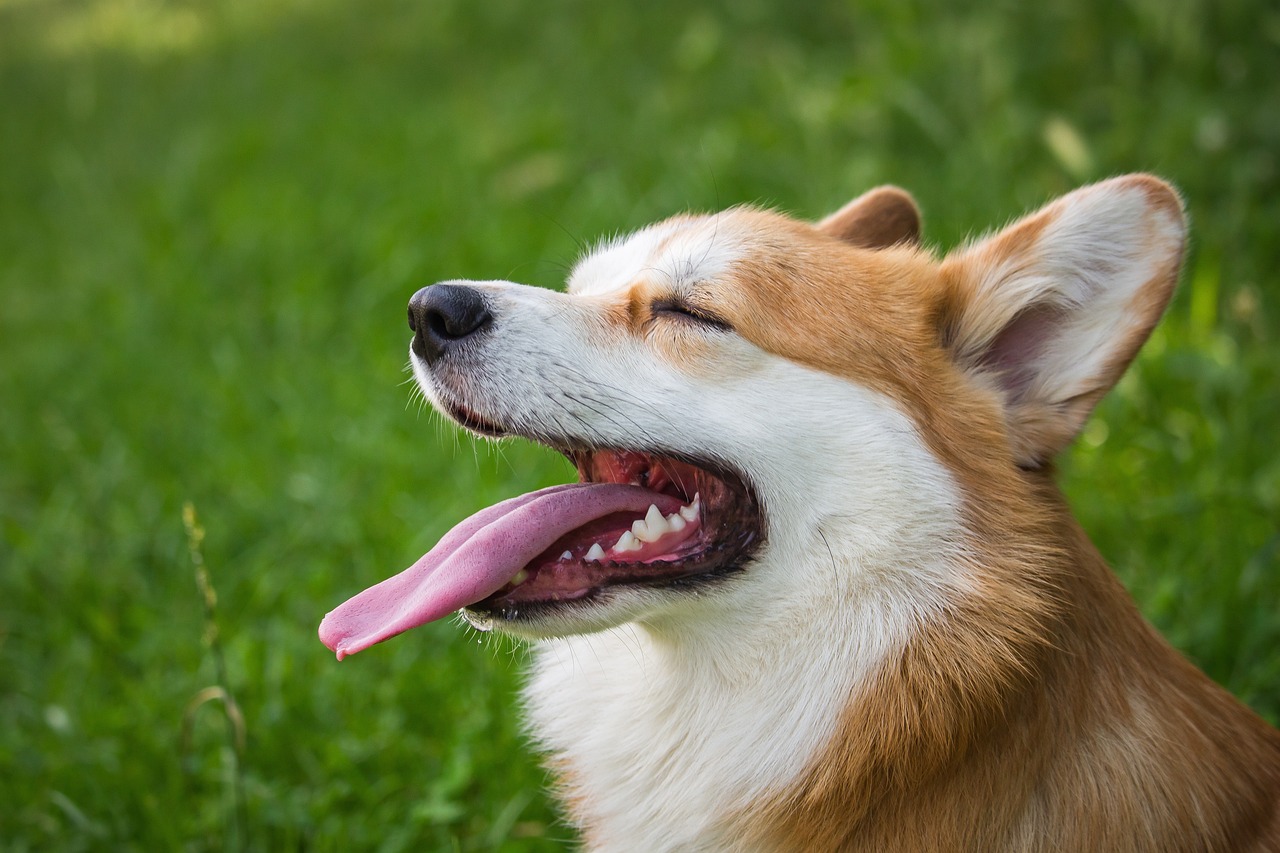 Dog Poop Pickup in Romulus