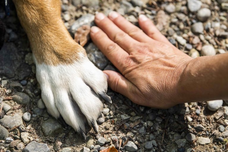 Dog Poop Pickup in Romulus